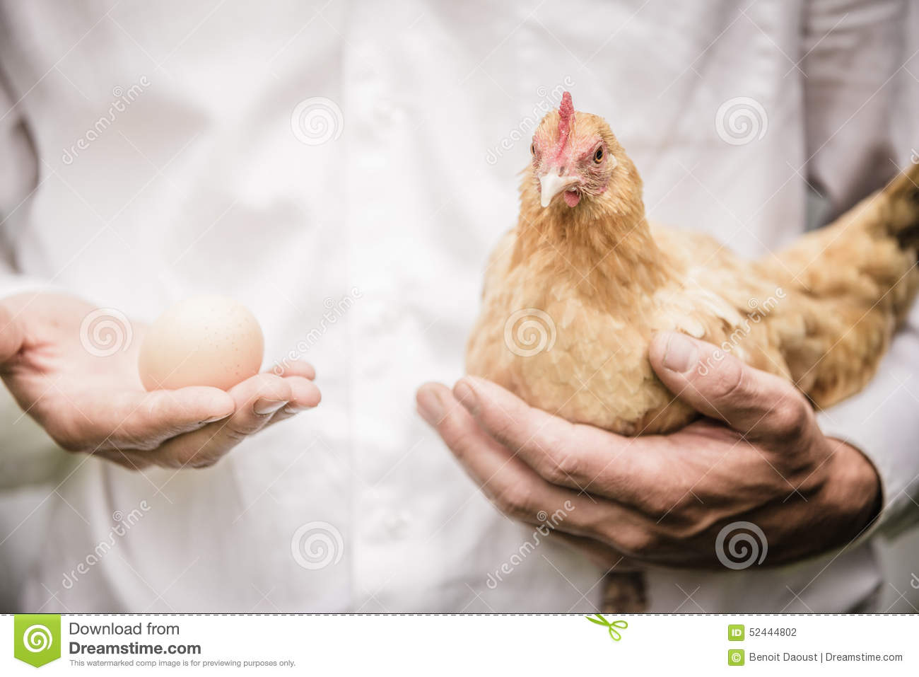 鸡和鸡蛋的.jpg
