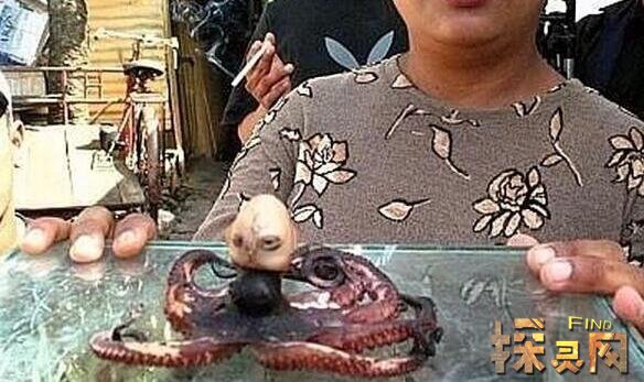 印尼章鱼人