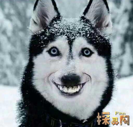 微笑狗原图 表情图片
