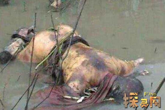 腐败巨人观恶心至极人死后尸体会不断膨胀巨大化如同气球2