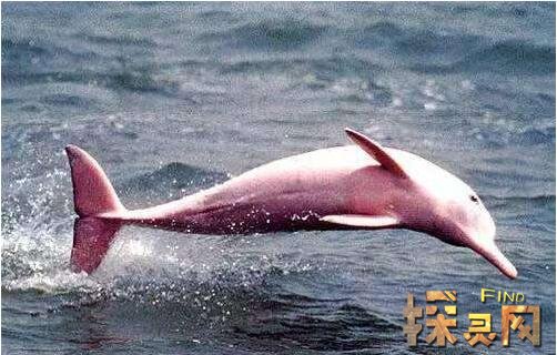 粉红瓶鼻海豚