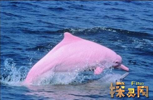 粉红瓶鼻海豚
