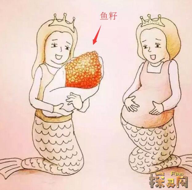美人鱼是怎么生孩子的真实美人鱼生孩子图片
