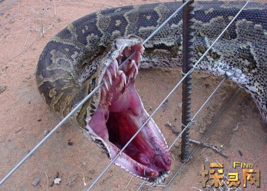 辽宁挖出140岁蛇精,体长16米挖掘司机当场被吓死