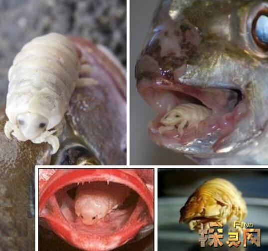 鱼类寄生虫缩头鱼虱，寄生吞噬鱼舌并将其取代(视频) — 探灵网