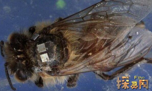 寄生蝇感染的僵尸蜜蜂被吃掉脑髓和器官后惨死图片2