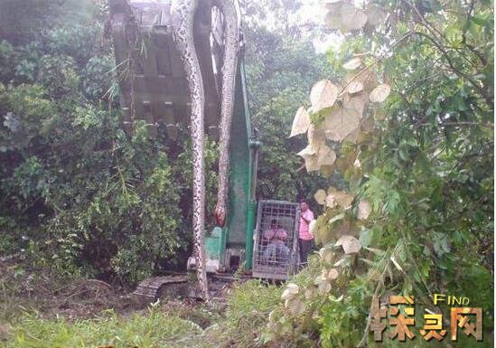 修路挖出千年蛇精