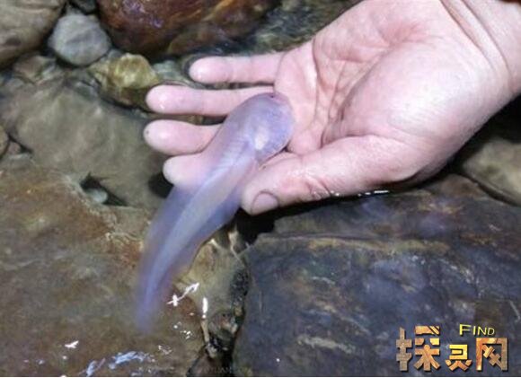 不合理蛙