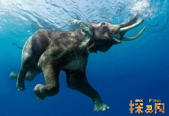 探索尼斯湖水怪之谜尼斯湖水怪真相曝光欺骗全世界80年2