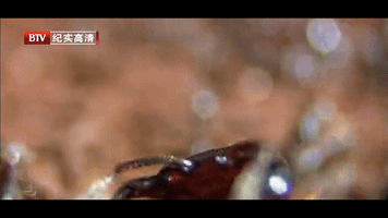 食人蚁