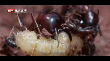 食人蚁