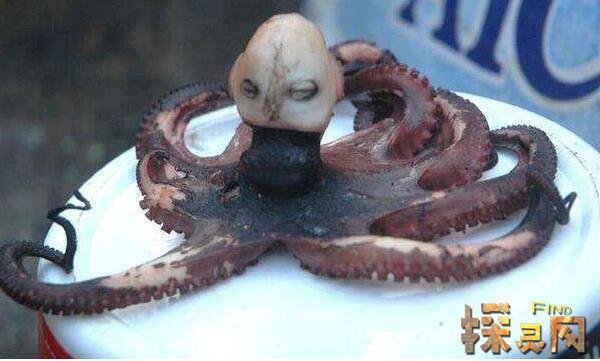 章鱼的样子恐怖图片