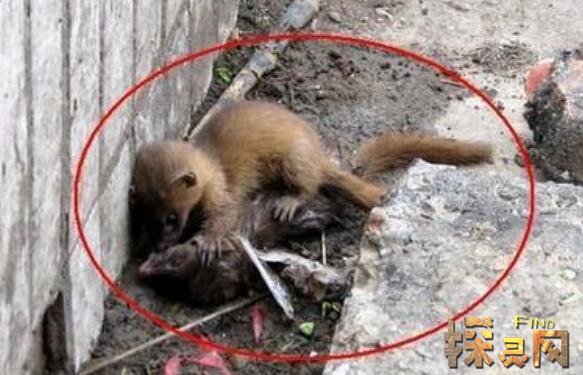 二,打黄鼠狼会遭厄运