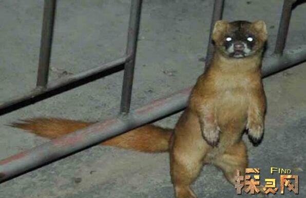 1997年河南黄鼠狼事件黄鼠狼竟开口说话后成仙