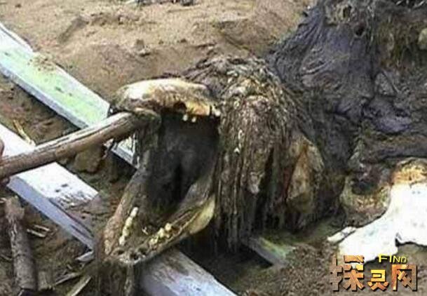 2016暴雨后出龙吃人图片将人卷起来活活吃掉超可怕2