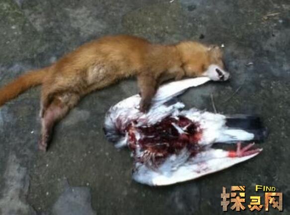 八,1997年河南黄鼠狼事件