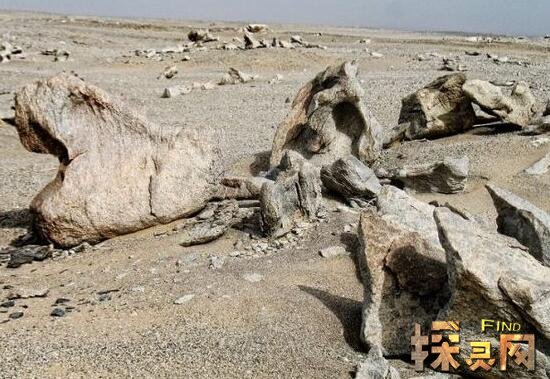 揭秘罗布泊为什么恐怖生化丧尸巨型食人蜥蜴尸骨遍地3