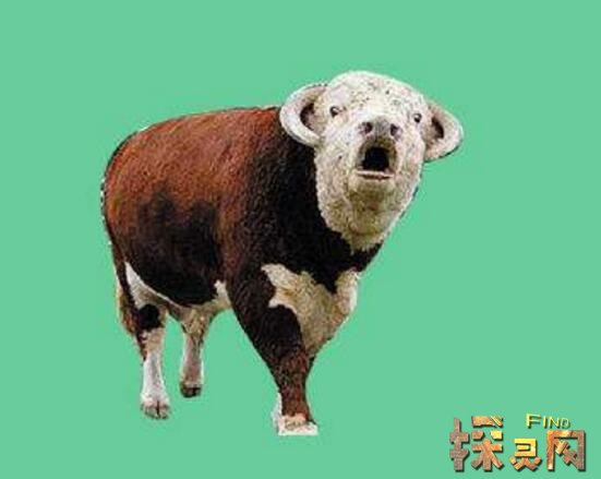 世界上最小67的牛身高只有615厘米低地倭水牛是最小的牛品种2