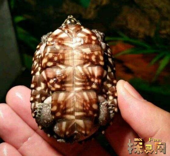 世界上最小的乌龟罗蒂岛蛇颈龟长度只有2cm还没有硬币大2