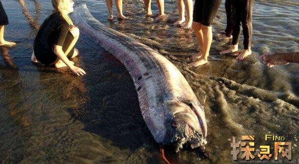 皇带鱼的恐怖传说，横扫海底摧毁一切的怪兽(图片)