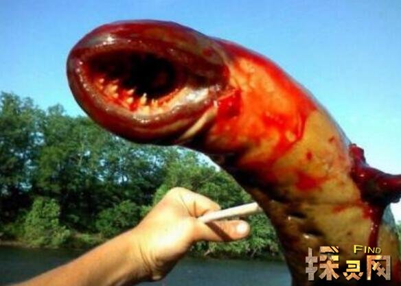 探索深海巨怪大海蛇之谜大海蛇真实面目或是史前蛇颈龙2