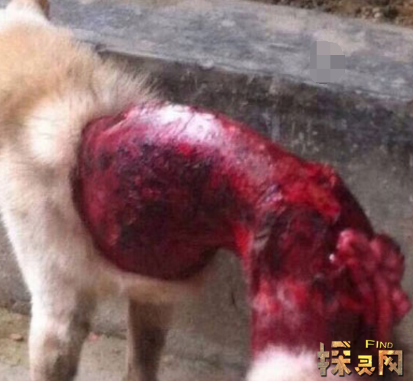 四川宜宾虐狗事件小狗口中被塞鞭炮然后乱棍打死视频2