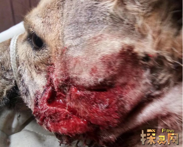 四川宜宾虐狗事件小狗口中被塞鞭炮然后乱棍打死视频2