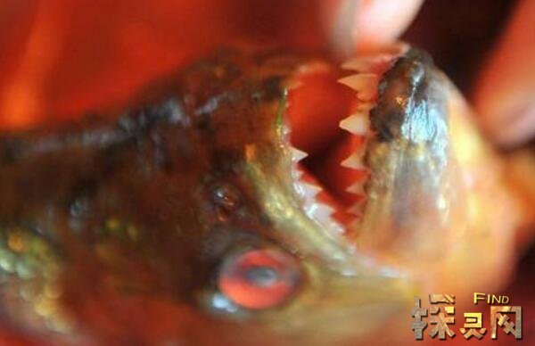 广西柳州食人鱼事件,食人鱼咬伤两人竟是