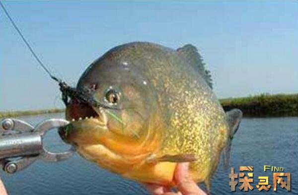 广西柳州食人鱼事件,食人鱼咬伤两人竟是