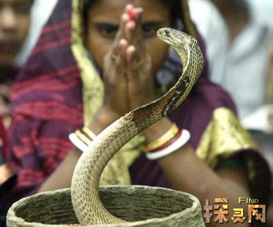 印度惊现五头蛇美人鱼受神龛香火庇佑的上古神兽图片2