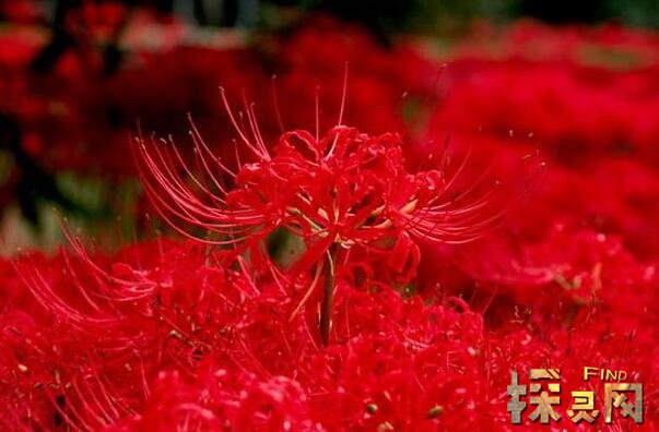 世界上最恐怖的花尸花开花时会散发尸臭的味道图片2