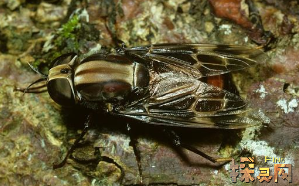 世界上最大的苍蝇拟食虫虻最长85厘米图片