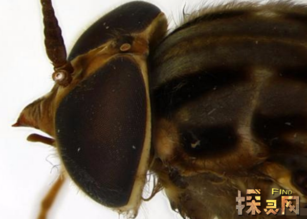 世界上最大的苍蝇拟食虫虻最长85厘米图片