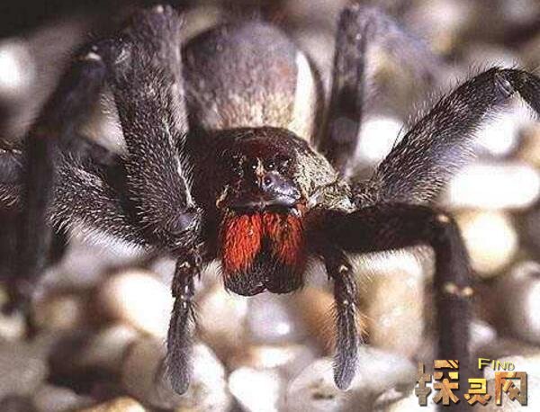 世界上第一最毒的蜘蛛 巴西漫游蜘蛛 被咬会永久性阳痿 探灵网