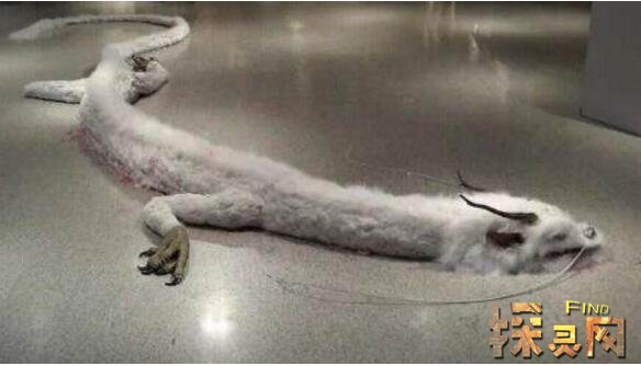 那么这个个世界上真的有龙存在吗?