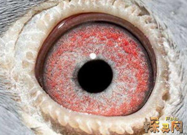 阴阳眼有科学依据吗,没有科学认证(但现实中有人拥有)(2)