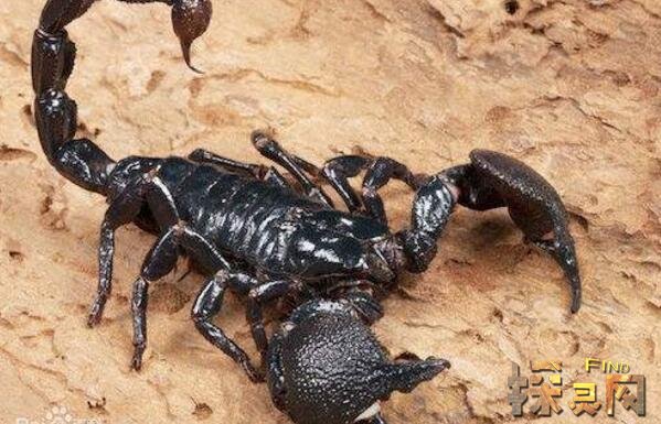加拉帕格斯巨人蜈蚣vs非洲帝王蝎