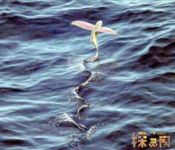 盘点山海经真实存在的妖兽,现实存在的八大上