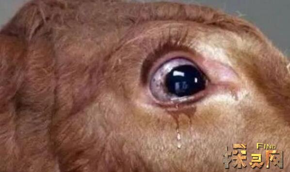 阴阳眼真实事件,能够看到鬼魂的眼睛(附开眼方法)(2)