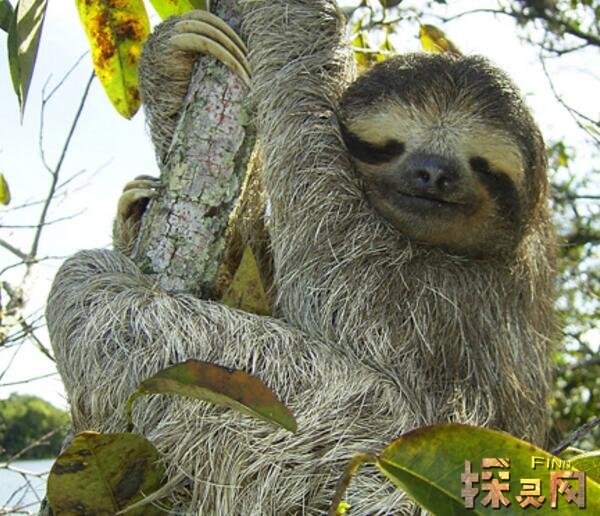 落水鬼水猴子会吃人的恐怖水怪实则是树懒2