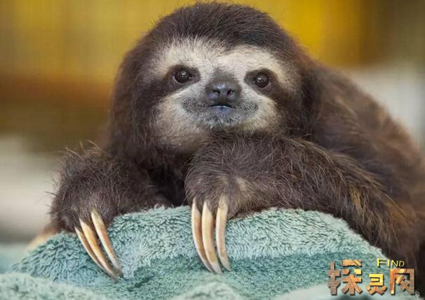 落水鬼水猴子会吃人的恐怖水怪实则是树懒2