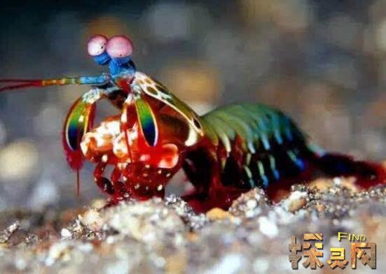 雀尾螳螂虾称之为性情狂暴的海洋甲壳类动物