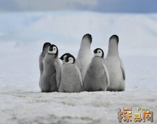 世界上最大的企鹅是哪一种,帝企鹅身高1.2