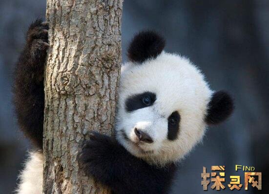 中国十大珍稀动物介绍，野生大熊猫誉为国宝(剩1600只) — 探灵网