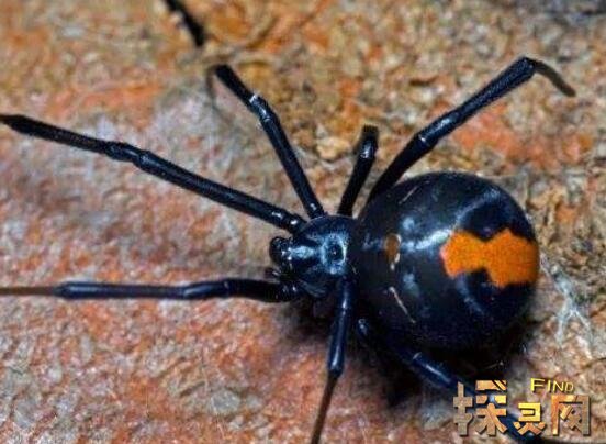中国十大毒蜘蛛排行榜 黑寡妇蜘蛛能轻易毒死人 毒蛛王 探灵网