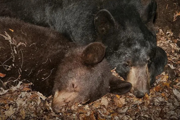 10种冬眠的动物常见的冬眠的动物有哪些