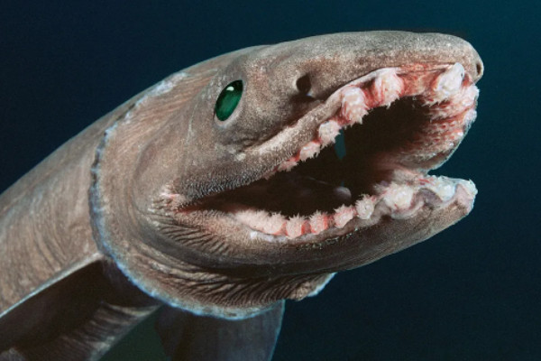 世界上最恐怖的动物