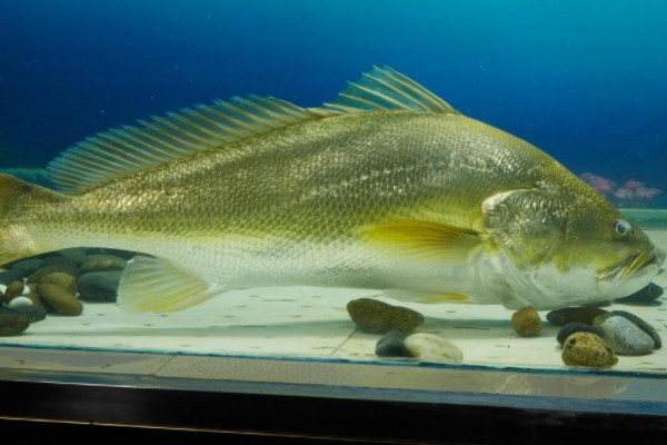 金钱鳘是什么动物