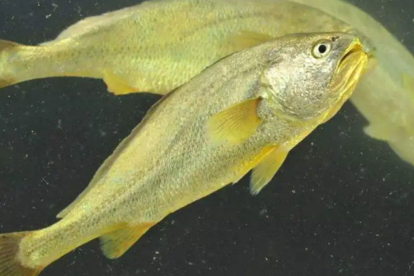 金钱鳘是什么动物,近海暖温性底层鱼类(一级保护动物) — 探灵网