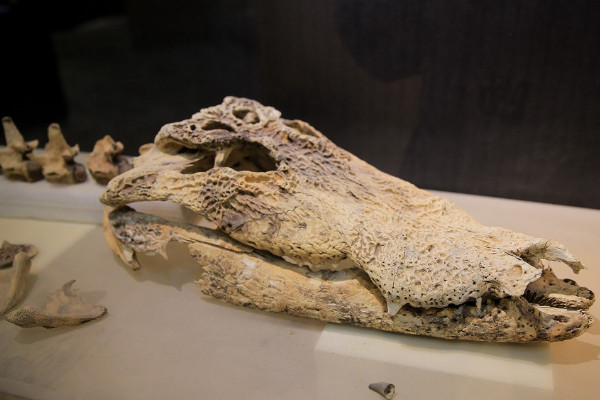 10个诡异的化石,史前巨齿鲨颌骨(迄今为止最大的下颌骨)